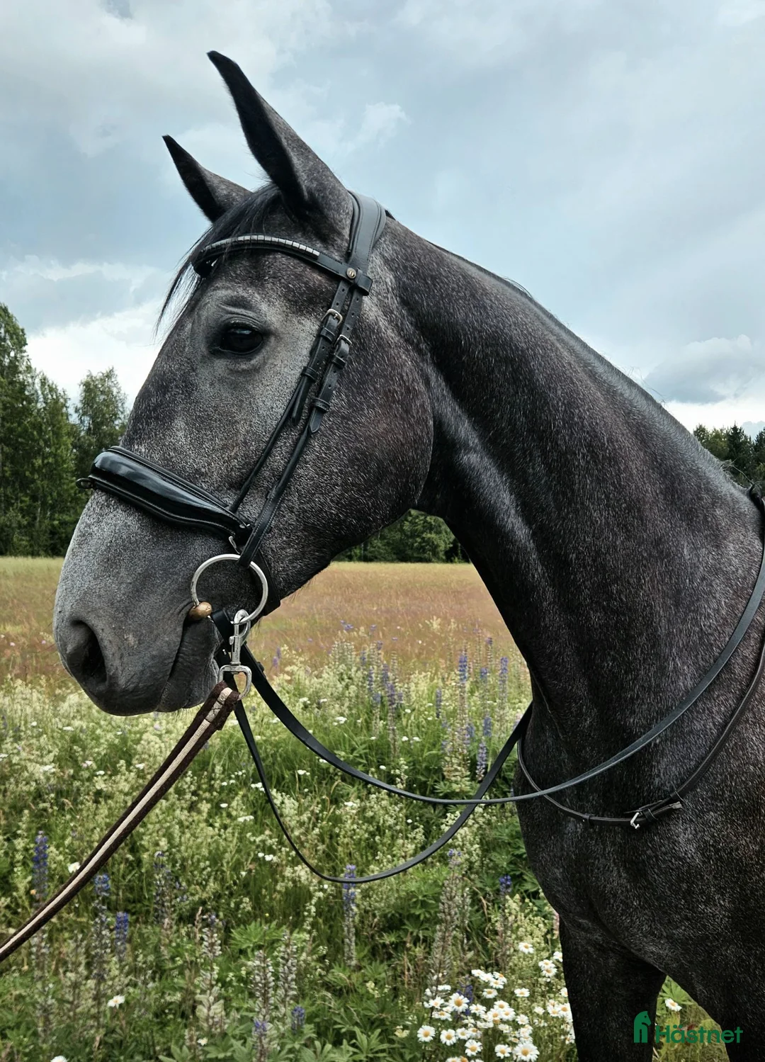 Dressyr hästar till salu: Lovande 4-åring för framtiden  - Annons 1
