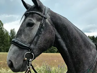 hästar Lovande 4-åring för framtiden - Annons 2