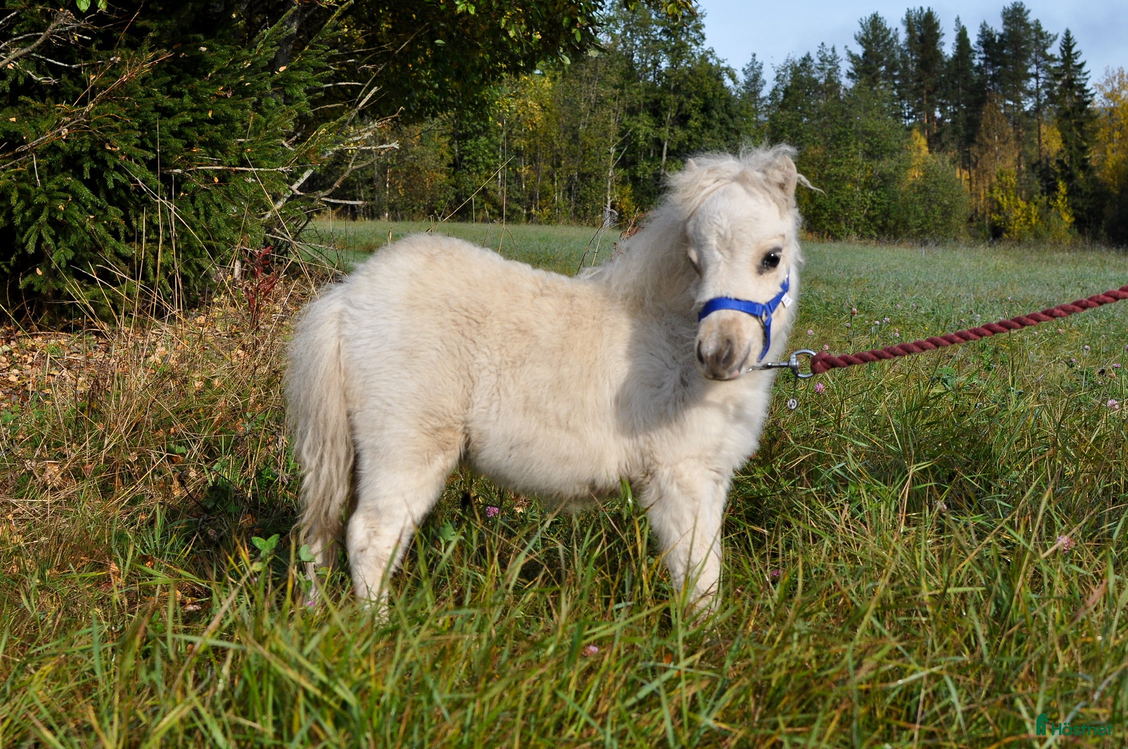  hästar Docksöt Amerikansk miniatyr  i Vindeln - Annons 7