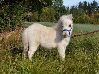 hästar Docksöt Amerikansk miniatyr i Vindeln - Annons 15