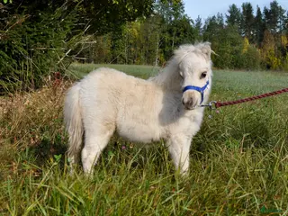 hästar Docksöt Amerikansk miniatyr i Vindeln - Annons 9