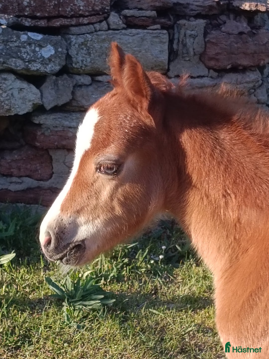 Allround hästar till salu: Welsh mountain hingst  i Borgholm - Annons 11