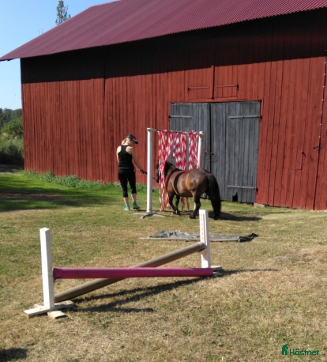 Allround hästar till salu: 2 fina barnvänliga ston i Kolbäck - Annons 2