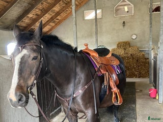 Sadlar hästutrustning till salu: A.Frinta Westernsadel säljes i Häljarp - Annons 18