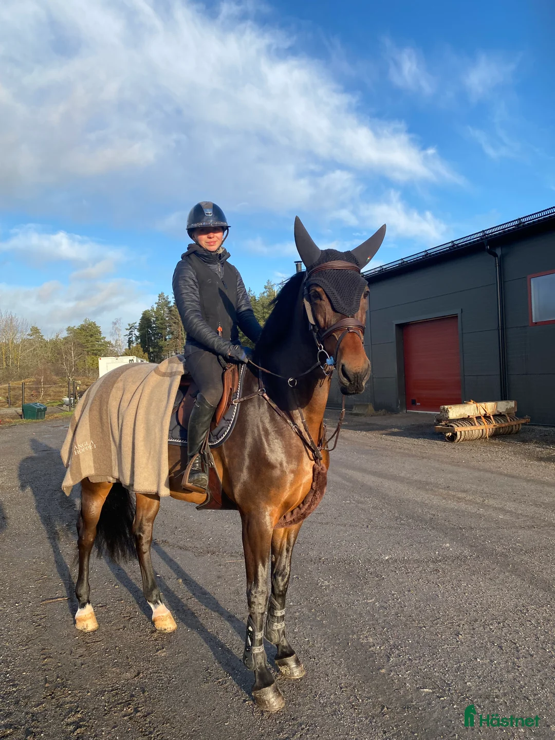 Avelshästar hästar till salu: Avelssto i Harbo - Annons 3