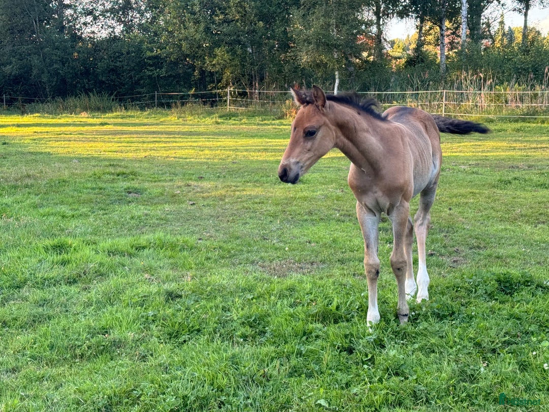 Allround hästar till salu: Blivande D ponny sto i Vimmerby - Annons 5