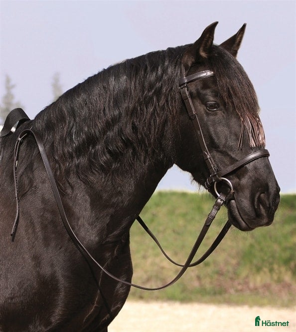 Träns hästutrustning till salu: Mångsidigt Barefoot träns i Onsala - Annons 13