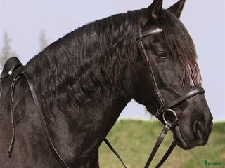 Träns hästutrustning till salu: Mångsidigt Barefoot huvudlag i Onsala - Annons 2