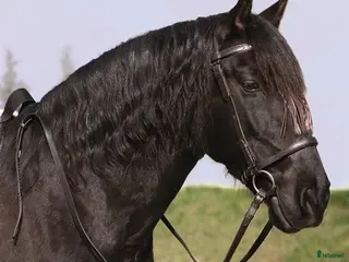 Träns hästutrustning till salu: Mångsidigt Barefoot träns i Onsala - Annons 2