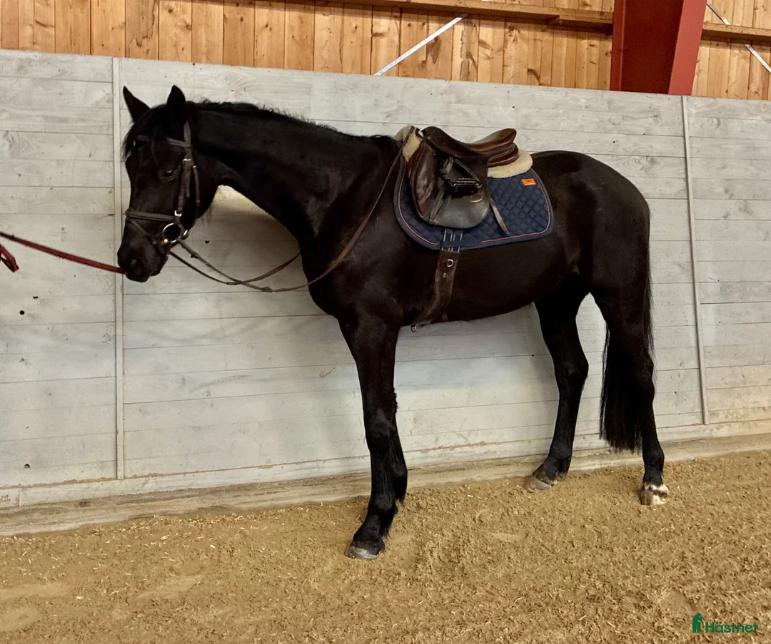 Hoppning hästar till salu: SWB valack - Annons 2