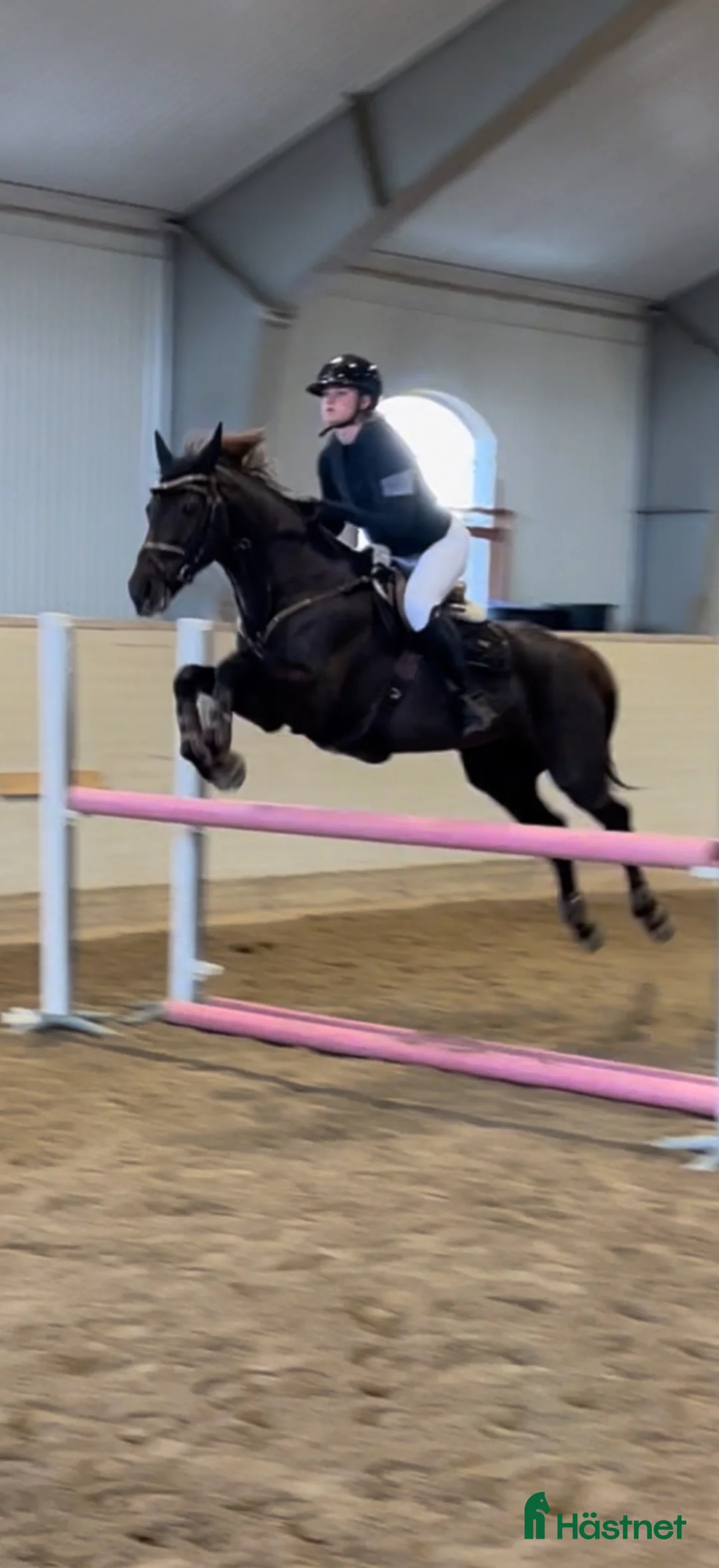 Hoppning hästar till salu: Maxad d-ponny  - Annons 2