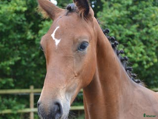 hästar Kan det bli bättre? i Knäred - Annons 6