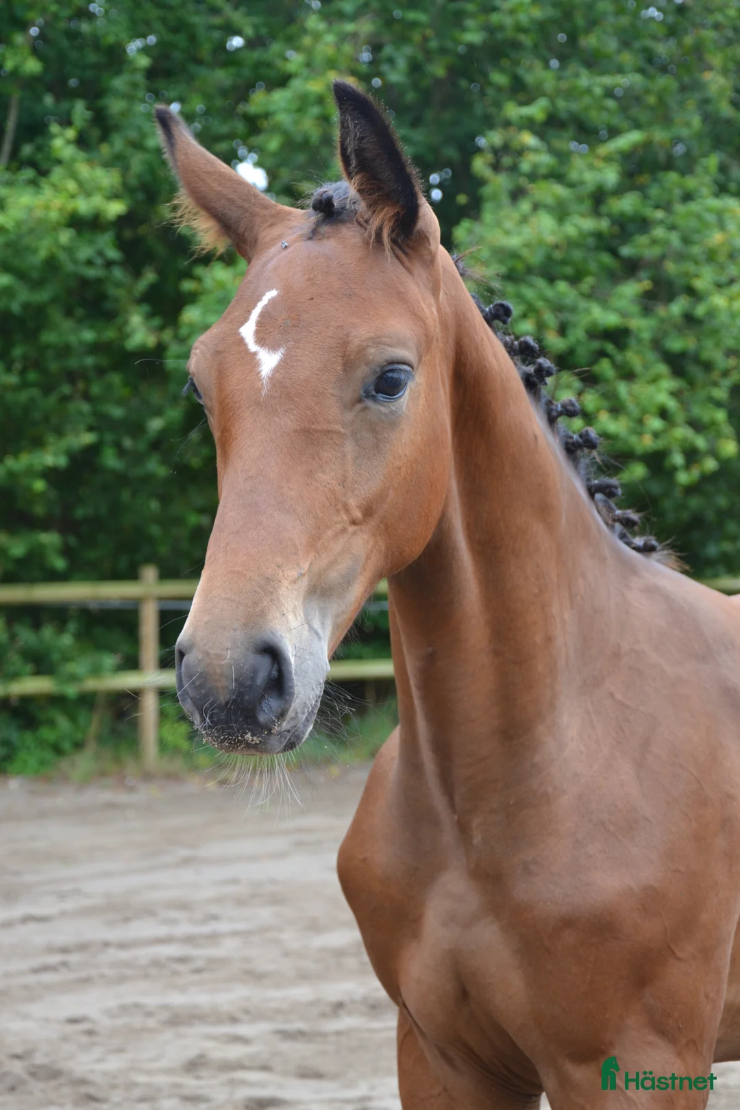 Hoppning hästar till salu: Kan det bli bättre? i Knäred - Annons 1