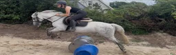 Allround hästar till salu: Irish riding ponies  - Annons 23