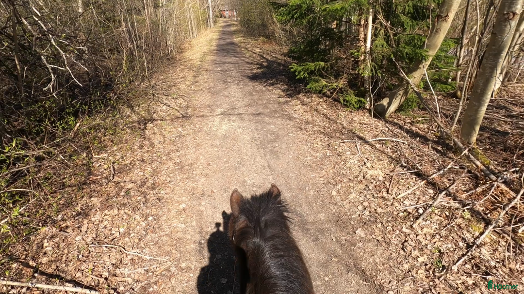  medryttarhäst finnes: Betalande medryttare sökes i Nora - Annons 2