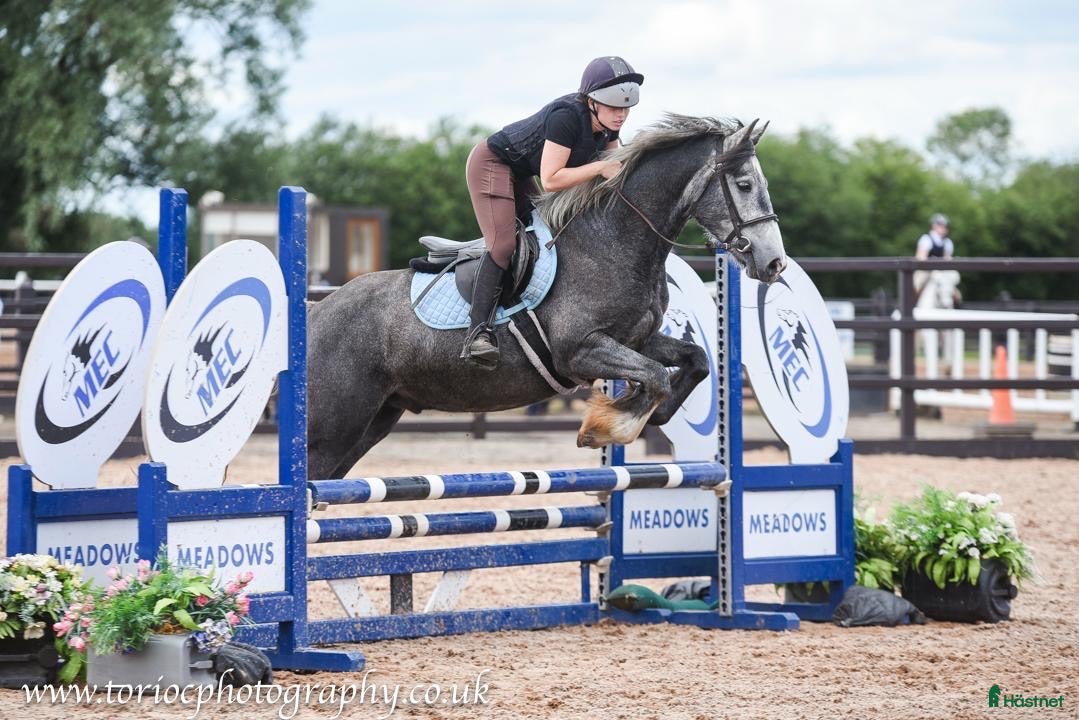  hästar Beautiful Irish Cob - Annons 1