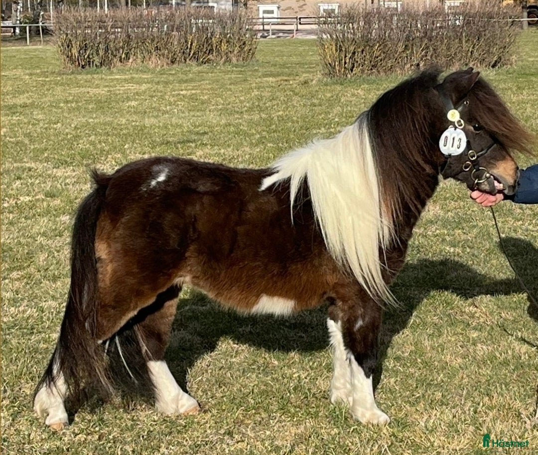 Utställning hästar till salu: Dräktig minishettis sto i Sandhem - Annons 4