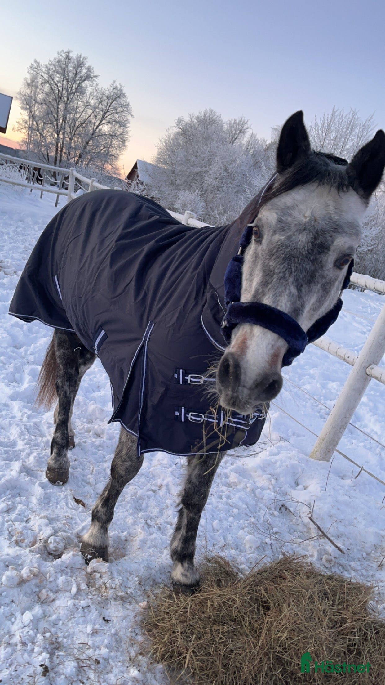  hästar Skogsmulle eller sällskap i Filipstad - Annons 5