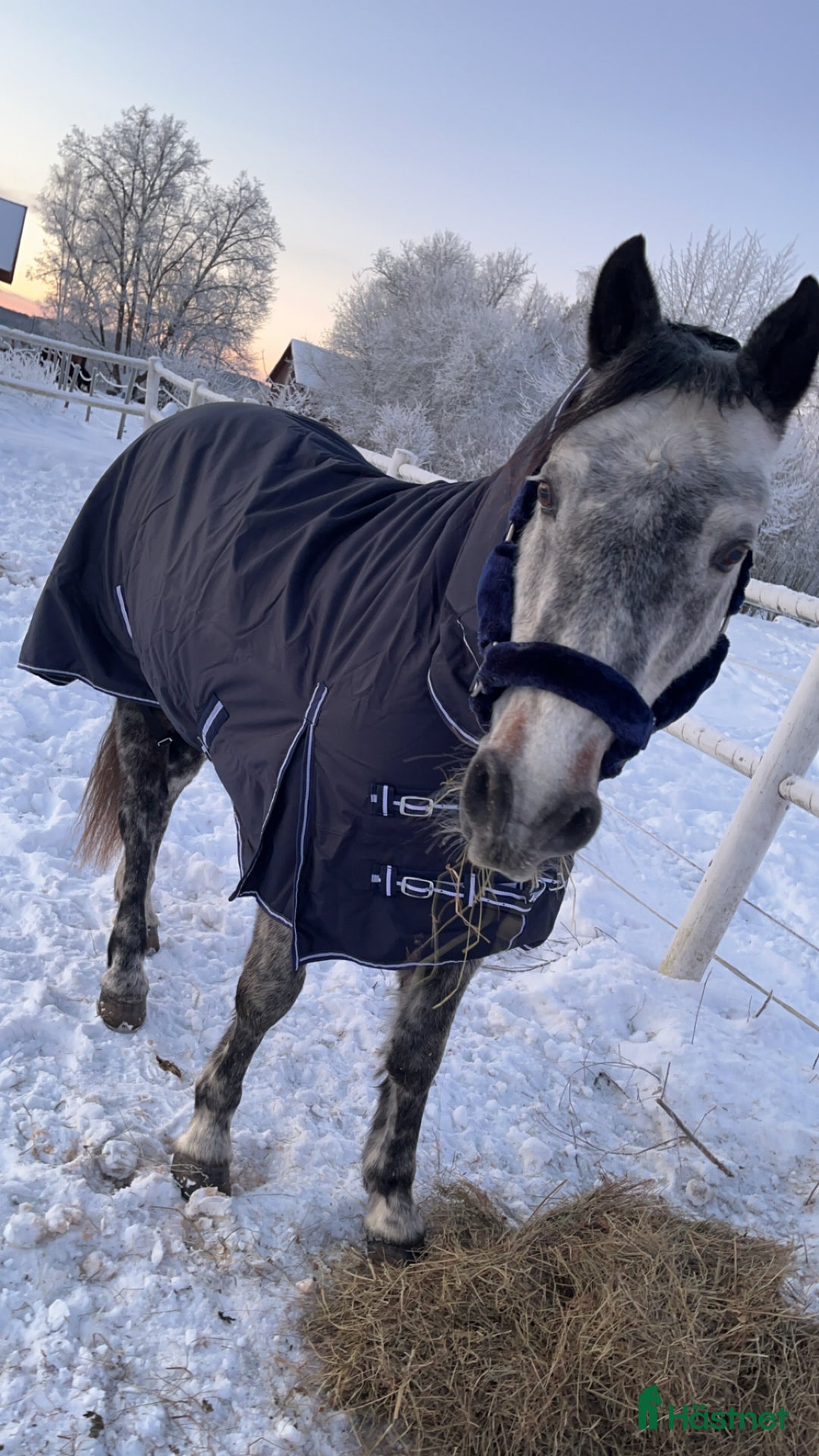 Allround hästar till salu: Skogsmulle eller sällskap i Filipstad - Annons 1