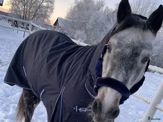 hästar Skogsmulle eller sällskap i Filipstad - Annons 5