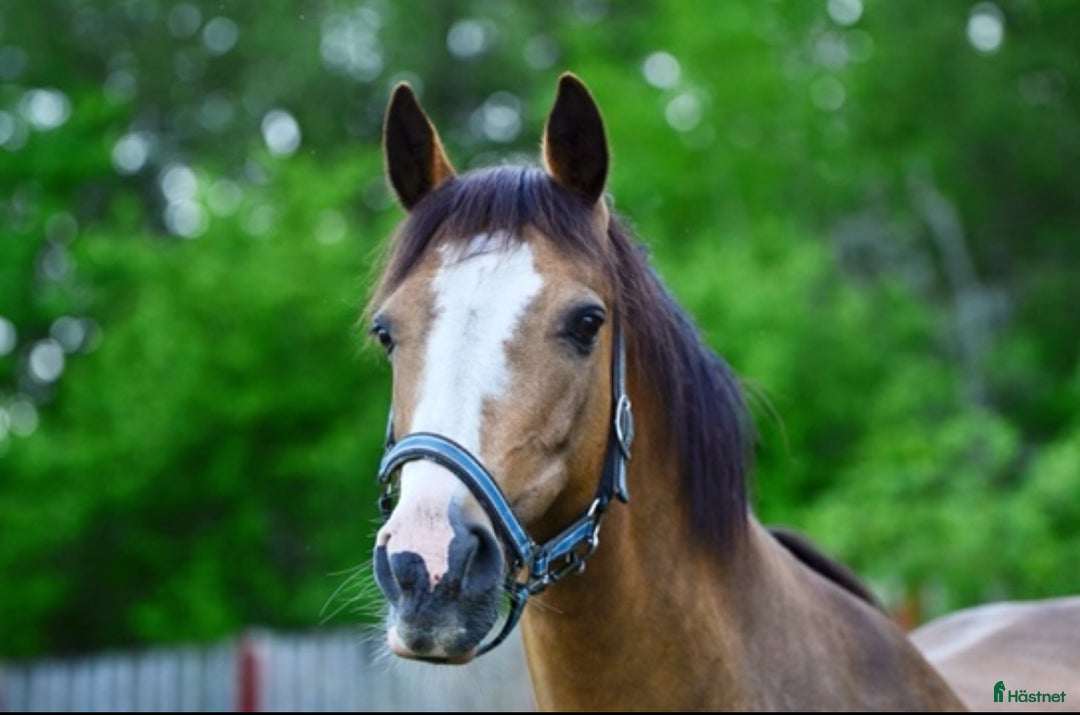 Sällskap hästar till salu: En bästa kompis  i Älvängen - Annons 3