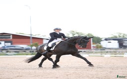 Dressyr hästar till salu: Fantastisk häst för Lilla Rundan/J/YR i Linköping - Annons 1