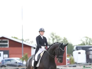 hästar Fantastisk häst för Lilla Rundan/J/YR i Linköping - Annons 16