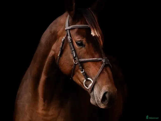 hästar till salu: Perfect allrounder - Annons 1