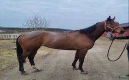  foderhäst finnes: Fullblod sto lånas ut som sällskap/promenadridning i Helsingborg - Bild 3