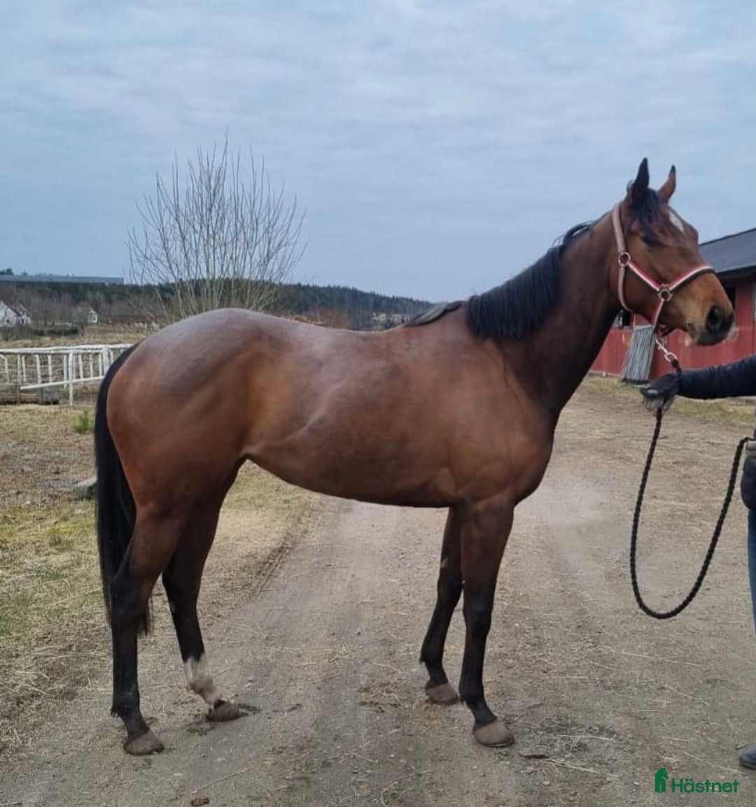  foderhäst finnes: Fullblod sto lånas ut som sällskap/promenadridning i Helsingborg - Bild 3