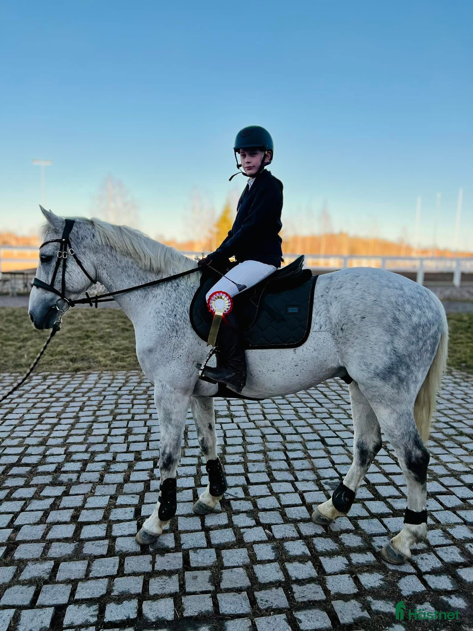  hästar Läromästare sökes - Annons 17