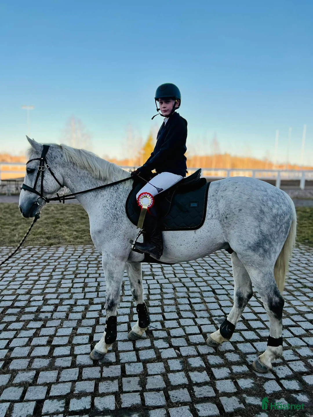 Hoppning hästar sökes: Läromästare sökes - Annons 1