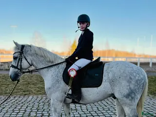 hästar Läromästare sökes - Annons 17