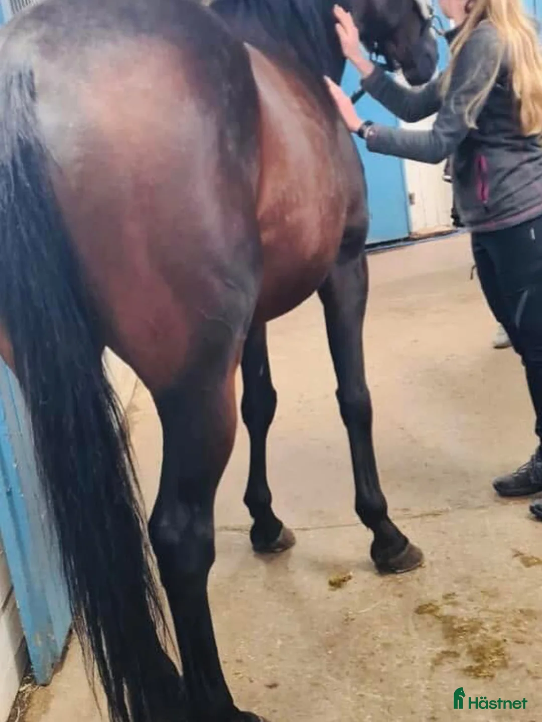  hästservice finnes: fördjupar oss något in i anatomin och biomekaniken - Annons 2