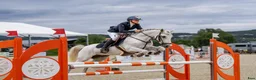 Hoppning hästar till salu: Super, snill og erfaren C-ponni selges - Annons 8