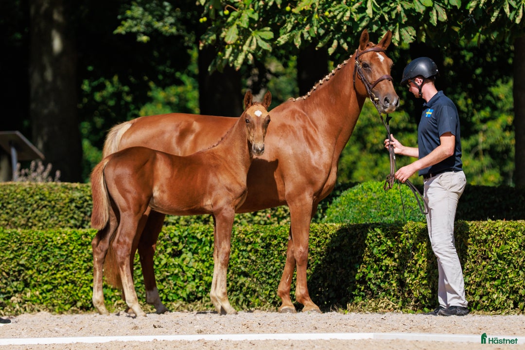 Hoppning hästar till salu: Hingstföl e:Chac Boy Monte Bellini-Quidam d Revel  i Borrby - Annons 3