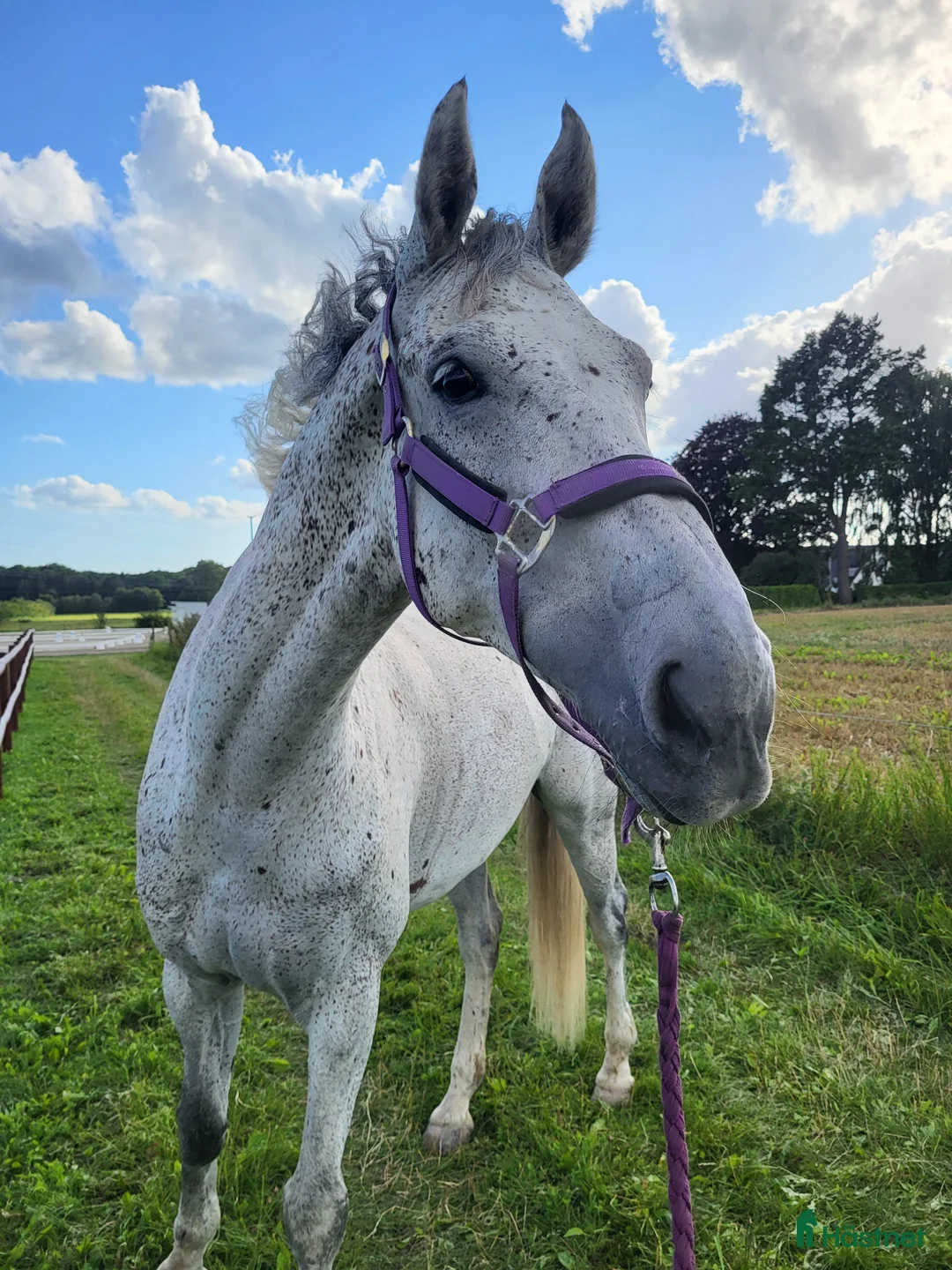 Hoppning hästar till salu: Vedels Supreme Rock  - Annons 1