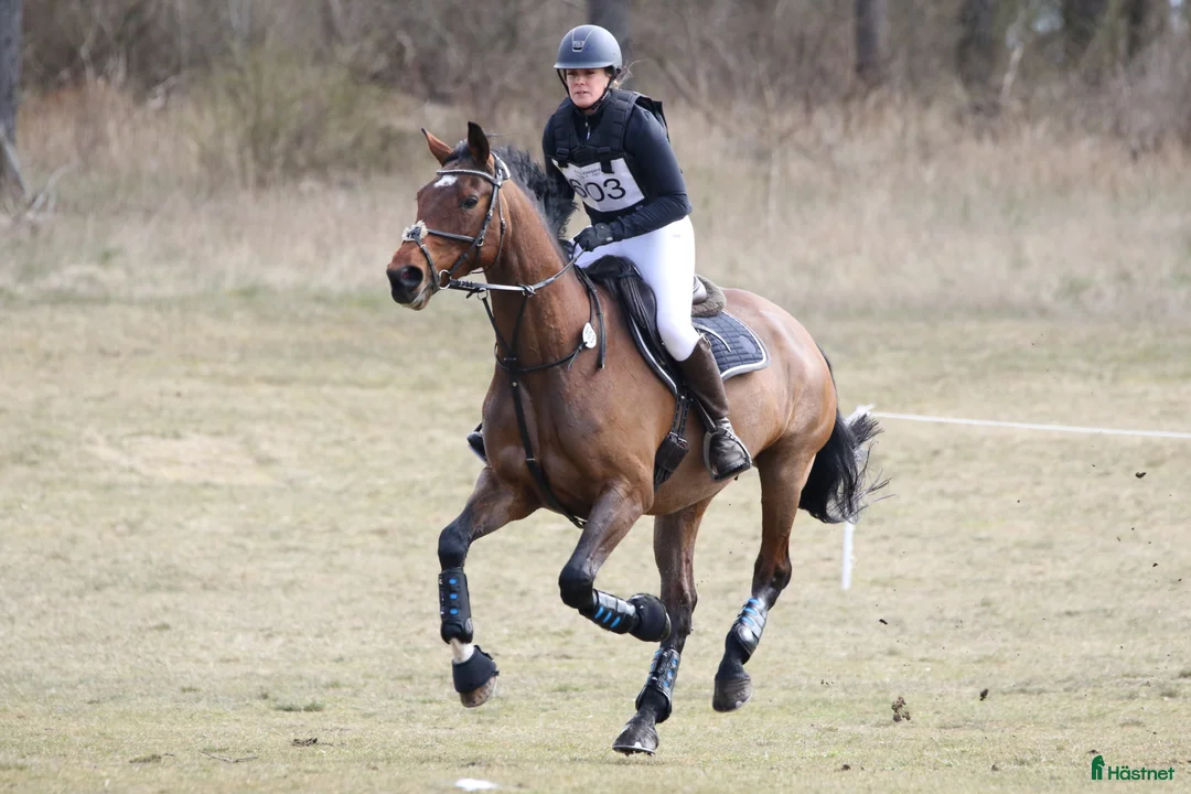 Allround hästar till salu: Fantastiskt sto till lättare ridning/avel i Höör - Annons 1