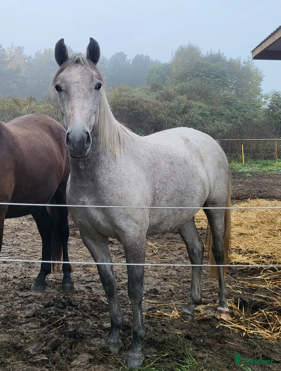 Allround hästar till salu: Sto, f. 2020, efter 30 Favory XXVIII-27 i Norrköping - Annons 2