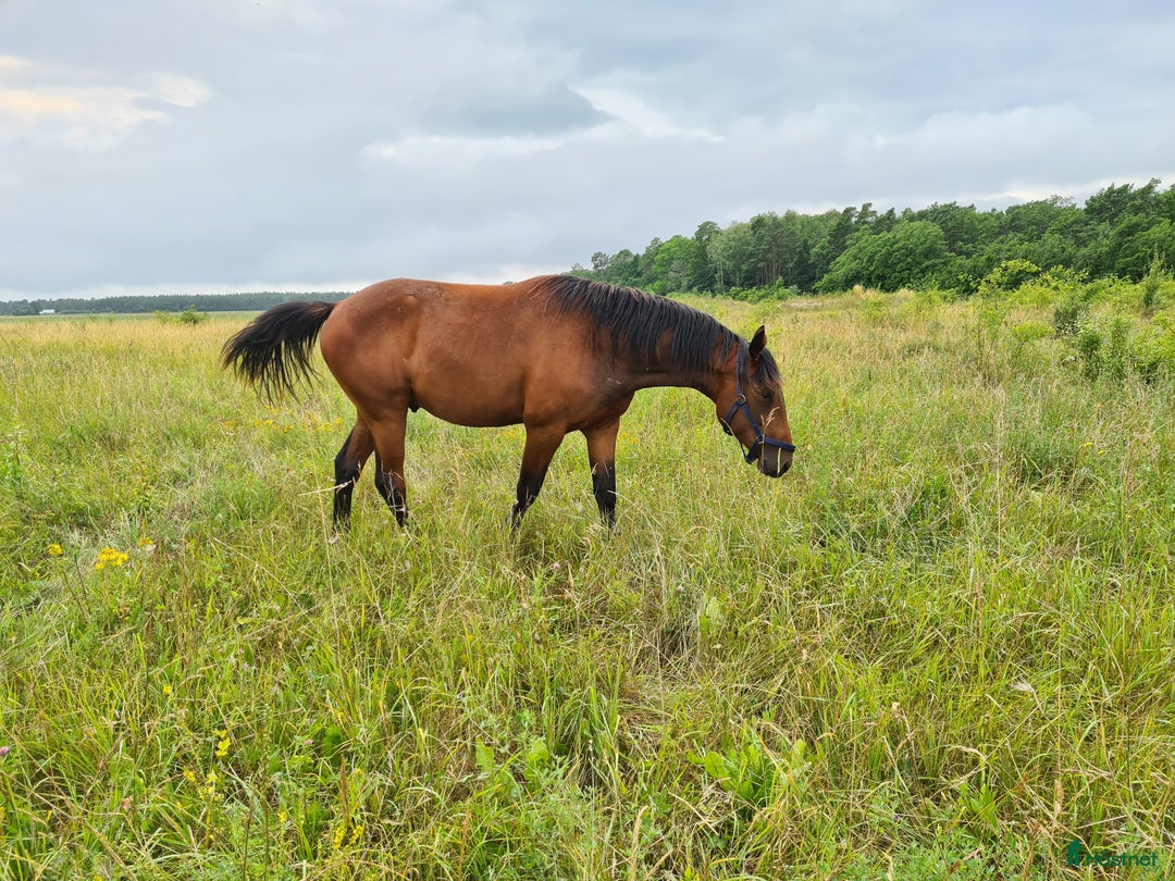 Trav hästar till salu: Ny trav stjärna ? i Havdhem - Annons 11