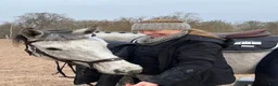  foderhäst sökes: Söker foderhäst/läromästare - Annons 1