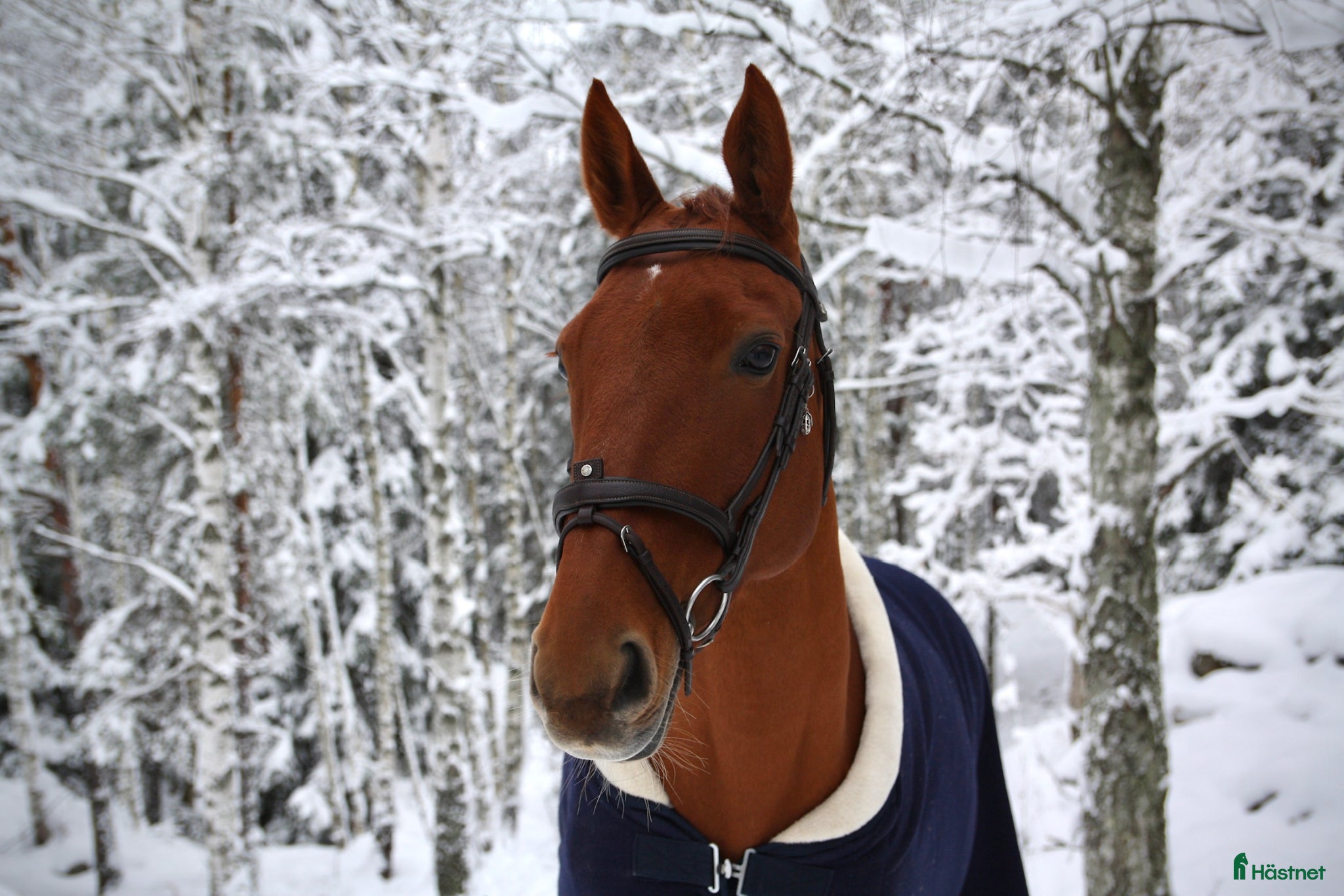  hästar Läromästare söker nytt kärleksfullt hem - Annons 1