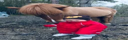 Island hästar till salu: Fantastiskt avelssto! - Annons 9