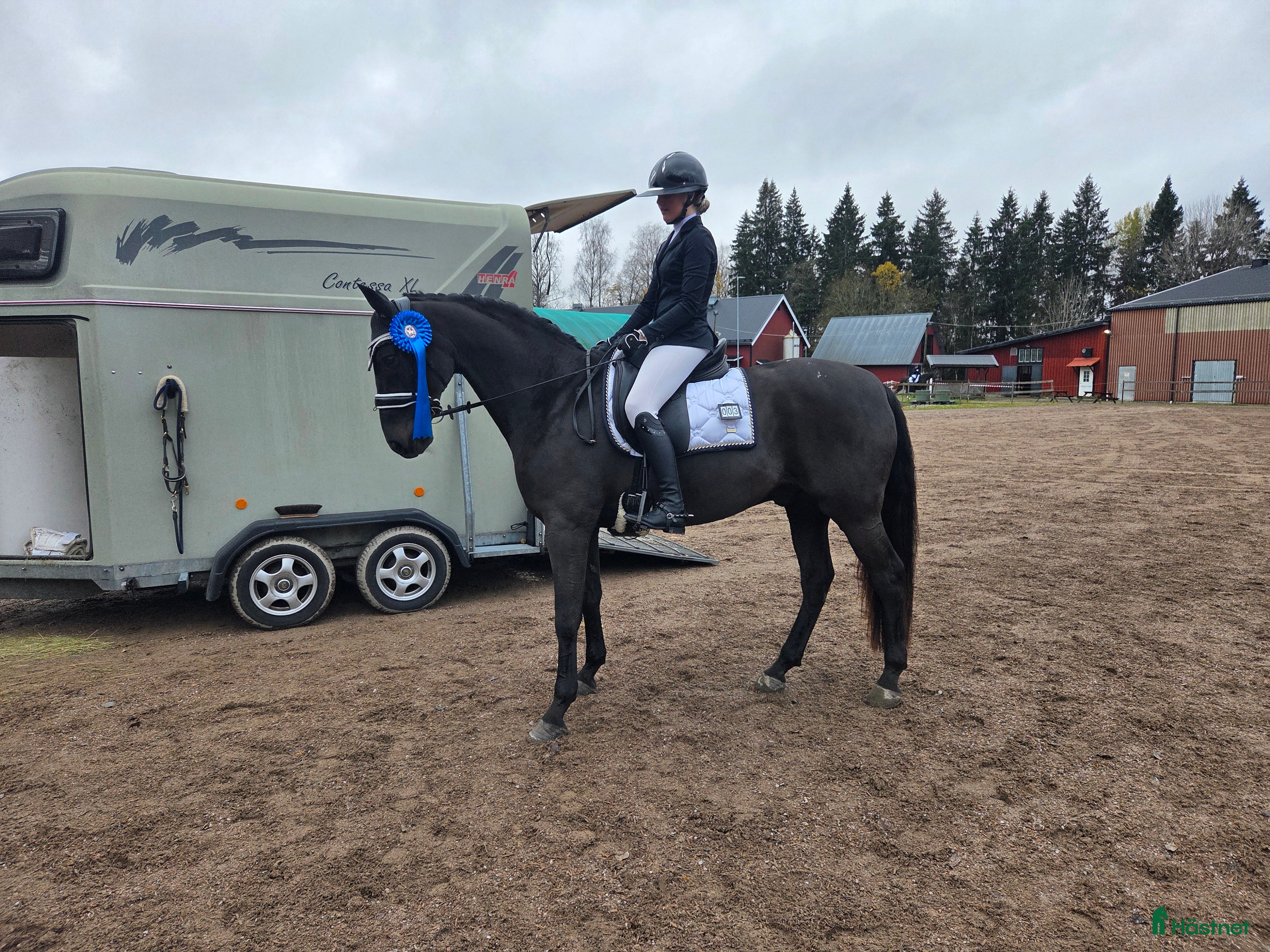  hästar Fantastisk läromästare i Hällefors - Annons 10