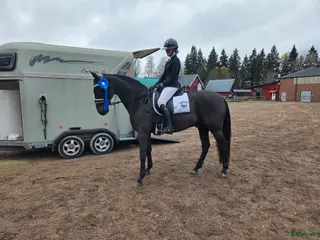 hästar Fantastisk läromästare i Hällefors - Annons 10