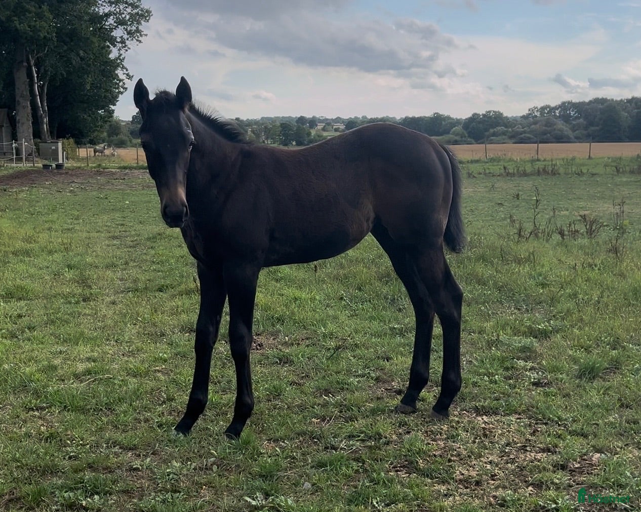  hästar Hingst Föl 75% fullblod - Annons 2