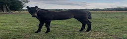 Allround hästar till salu: Hingst Föl 75% fullblod - Annons 2