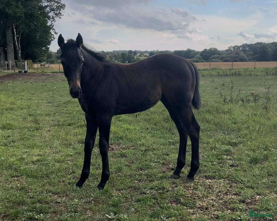 Allround hästar till salu: Hingst Föl 75% fullblod - Annons 2