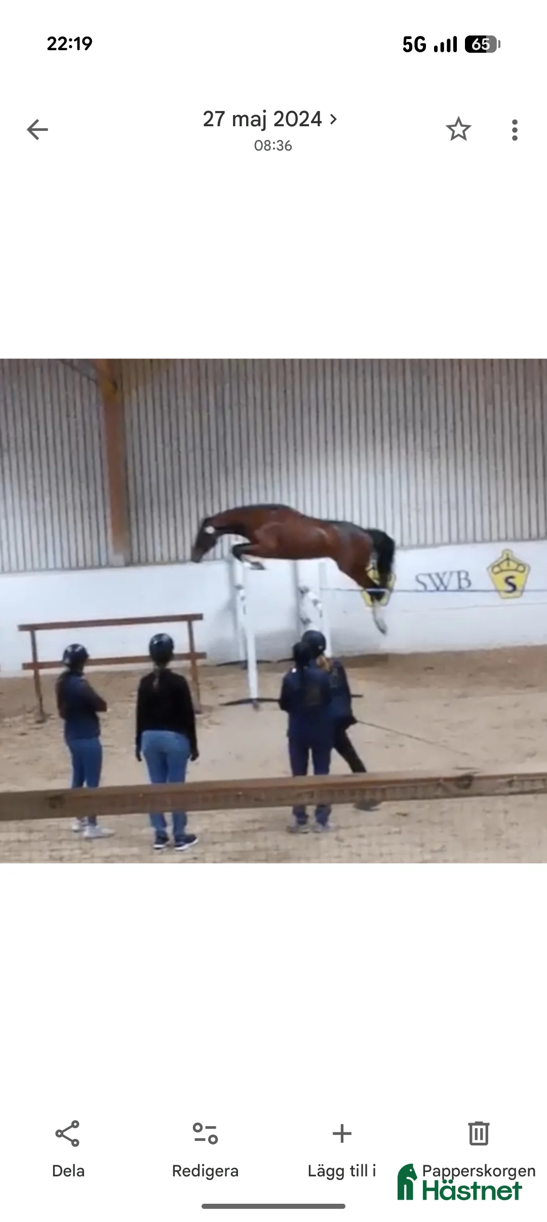 Hoppning hästar till salu: Välriden 5-åring för större klasser - Annons 2