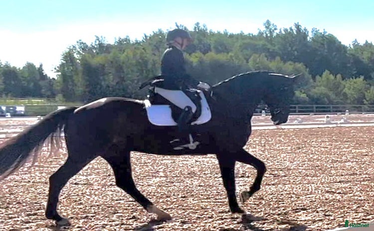  hästar i Åkers Styckebruk - Annons 8